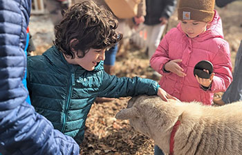 children and sheep